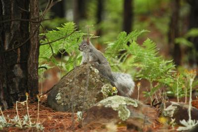 Tassel-eared Squirrel