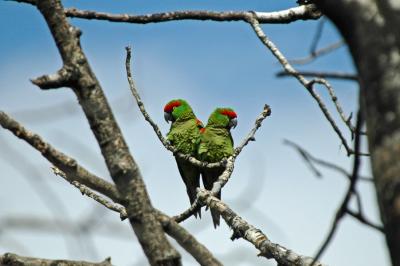 Thick-billed Parrots
