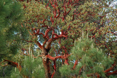 Texas Madrone