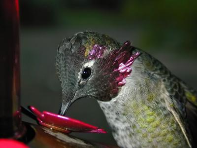 Anna's Hummingbird 2