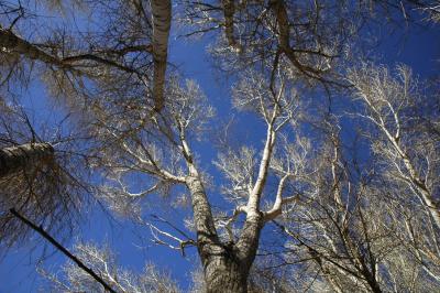 San Pedro River, Sierra Vista, Arizona.  February, 2006