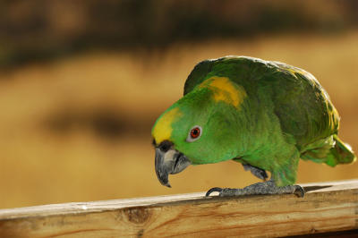Buddy the Yellow-Naped Amazon Parrot