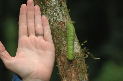 Caterpillar Hand