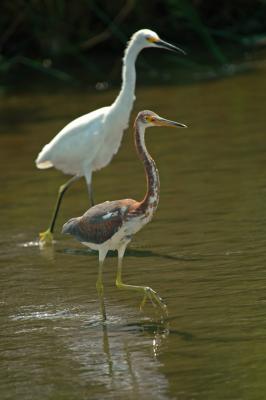 Tricolored Heron and Snowy Egret 2