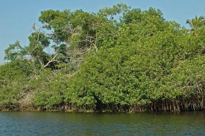 Mangrove Estuary