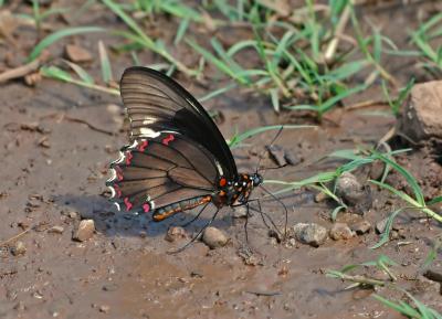 Polydamus Swallowtail Butterfly