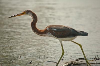 Triclored Heron 2