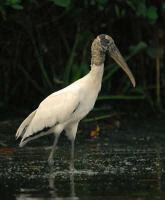 Wood Stork