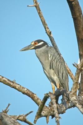 Yellow-Crowned Night Heron