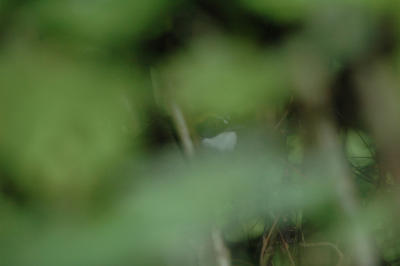 Green-Striped Brushfinch