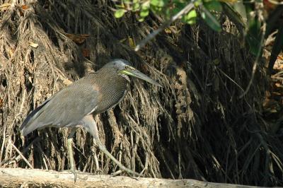 Bare-Throated Tiger Heron