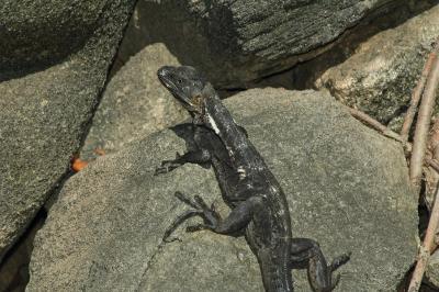 Female Black Iguana