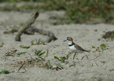 Collared Plover