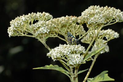 Golden Dartwhite at Flowers