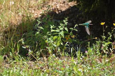 White-Eared Hummingbird