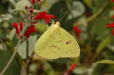 g3/66/641866/3/57218341.LargeOrangeSulfur.jpg