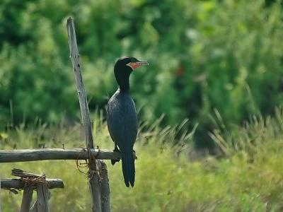 Adult Neotropic Cormorant