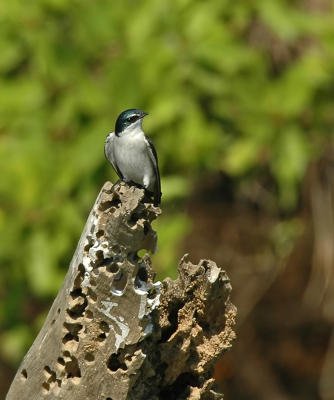 Mangrove Swallow