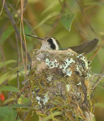 White-eared Hummingbird Nest