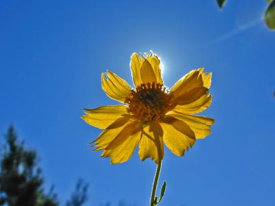 Brittlebush