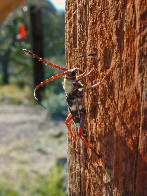 Long-horn Beetle