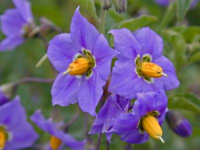 Chaparral Nightshade