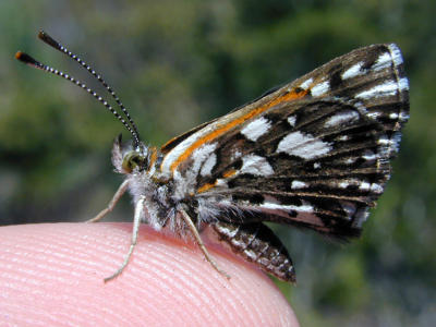 Mormon Metalmark