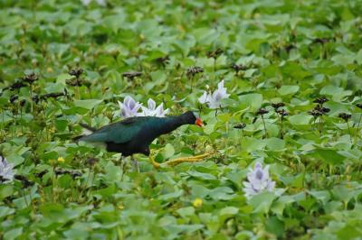 Purple Gallinule