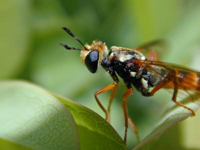 Mydas Fly Closeup
