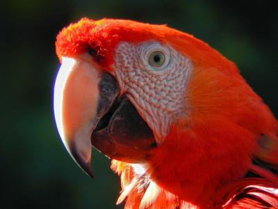 Phoenix Zoo Scarlet Macaw