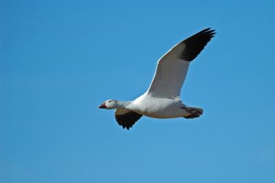 Snow Goose Flight