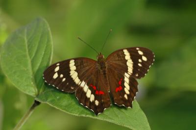 Banded Peacock