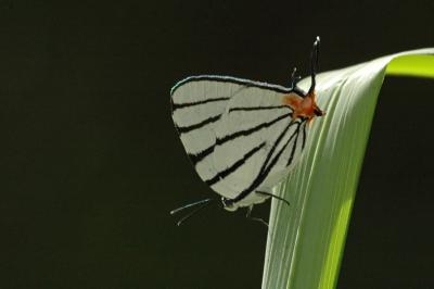 Fine-lined Stripestreak