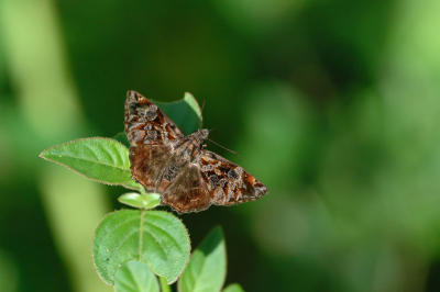 Red-studded Skipper