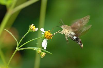 Sphinx Moth