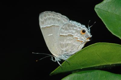 Yojoa Scrub-hairstreak