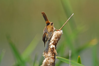 Marsh Wren About to Eat