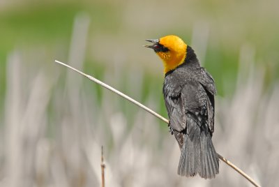 Yellow-headed Blackbird Singing