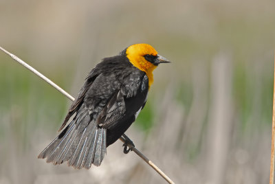 Yellow-headed Blackbird, My Good Side