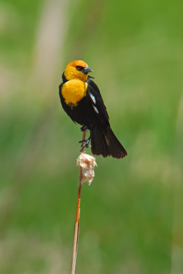 Yellow-headed Blackbird 8
