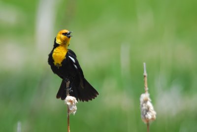 Yellow-headed Blackbird 9
