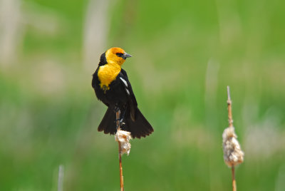 Yellow-headed Blackbird 10