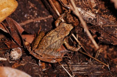 Frog in Leaf-litter