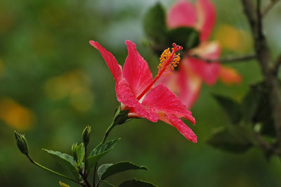 Pink Hibiscus in Rain