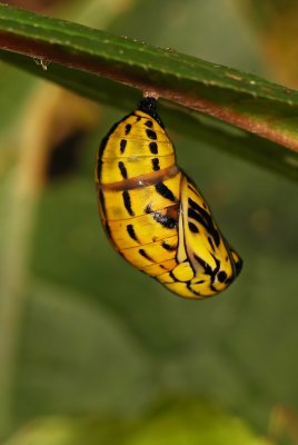 Butterfly Chrysalis