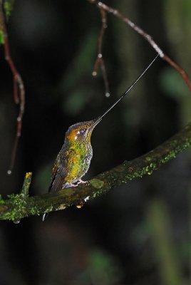 Sword-billed Hummingbird Female 3