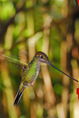 Sword-billed Hummingbird Female 4