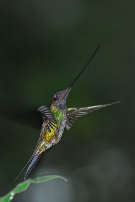 Sword-billed Hummingbird Male 2