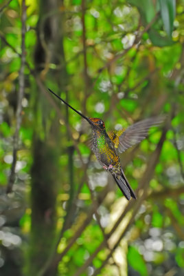 Sword-billed Hummingbird Male 3