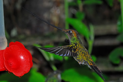 Sword-billed Hummingbird Male at Feeder 2